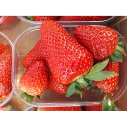 Fragole