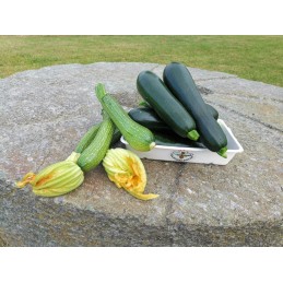 zucchine fresche appena...