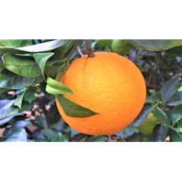 Washington Navel Siciliane